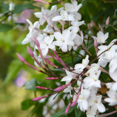 Jasmine - Starry Starry Summer Night