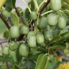 Kiwi 'Nekita'