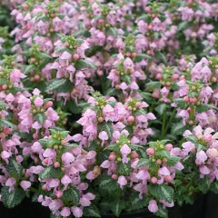 Lamium - Shell Pink