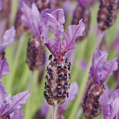 French Lavender - Papillon