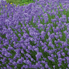 Lavender - Hidcote Blue