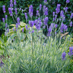 Lavender - Platinum Blonde