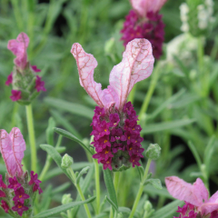 French Lavender - Lavita Pink