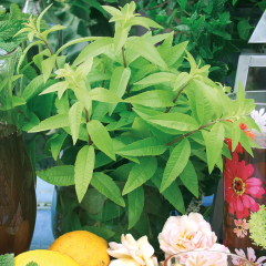 Lemon Verbena - Freshman