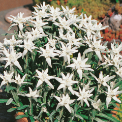 Edelweiss - Matterhorn