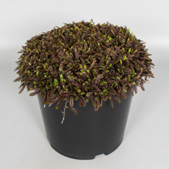 Leptinella - Platts Black
