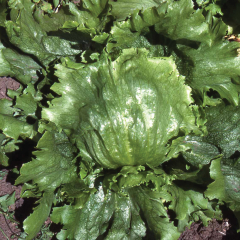Lettuce - Lakeland