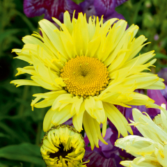 Leucanthemum - Goldfinch