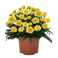 Leucanthemum - Sweet Daisy Izabel