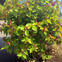 Leycesteria (Himalayan Honeysuckle) 'Little Lanterns'