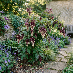 Leycesteria - Purple Rain