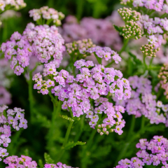 Achillea - Lilac Beauty