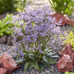 Limonium (Sea Lavender) 'Dazzle Rocks'