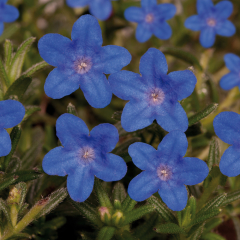 LIthodora - Heavenly Blue