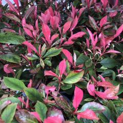 Photinia - Little Fenna