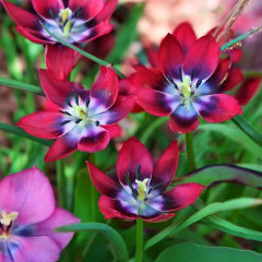 Tulip 'Little Beauty' 10 x Bulbs