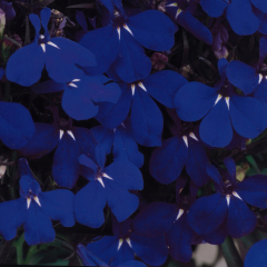 Lobelia - Riviera Midnight Blue