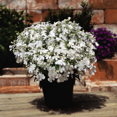 Lobelia - Riviera White