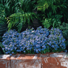 Lobelia - Riviera Sky Bue