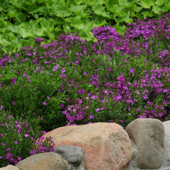 Lobelia - Riviera Rose