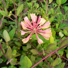 Lonicera - Serotina