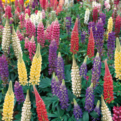 Lupin - Gallery Mix