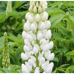 Lupin - Lupini White Shades