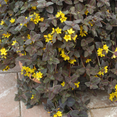 Lysimachia - Midnight Sun