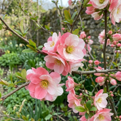 Chaenomeles - Madame Butterfly