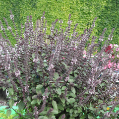 Bush Basil - Magic Blue