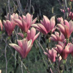 Magnolia - Heaven Scent