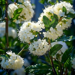 Ceanothus - Milerton Point