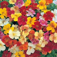 Mimulus (Monkey Flower) - Magic Mix