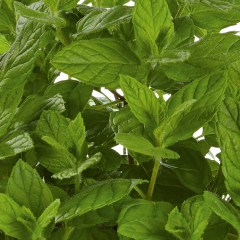 Mint - Garden Mint