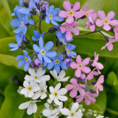 Myosotis - Mon Amie Mix