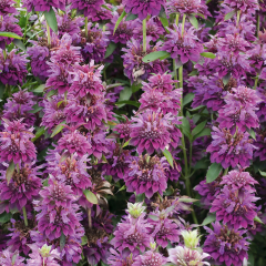 Monarda - Bergamo