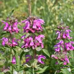 Monarda - Bergamo