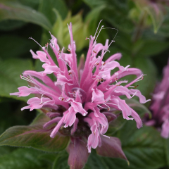 Monarda - Beauty of Cobham