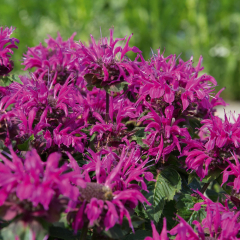 Monarda - Melua Burgundy