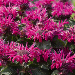 Monarda - Melua Burgundy