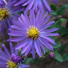 Aster - Monch