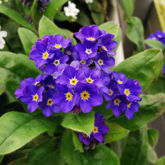 Myosotis - Compindi