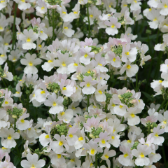 Nemesia - Wisley Vanilla