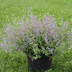 Nepeta (Catmint) 'Kit Kat'