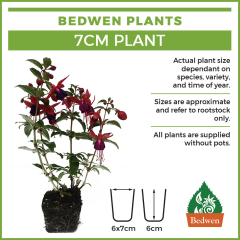 Bedwen Plants - 7cm Plant Dimensions.