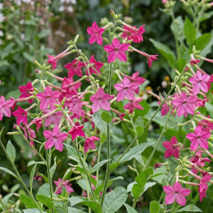Nicotiana (Tobacco Plant) 'Sirius Deep Rose'