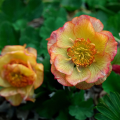 Geum - Nonna