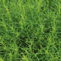 Olive Herb - Olivia