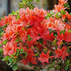 Azalea - Orange Beauty