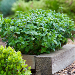 Oregano 'Sweet'